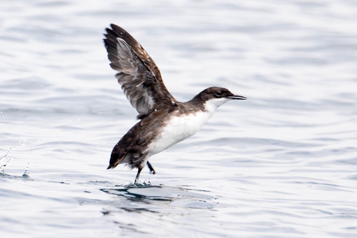 Craveri's Murrelet - ML619865289