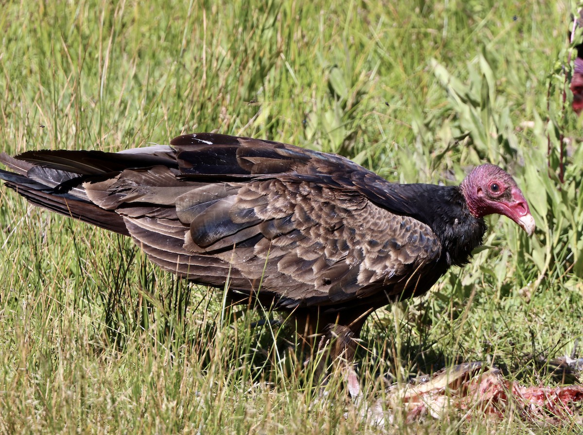 Turkey Vulture - ML619865292