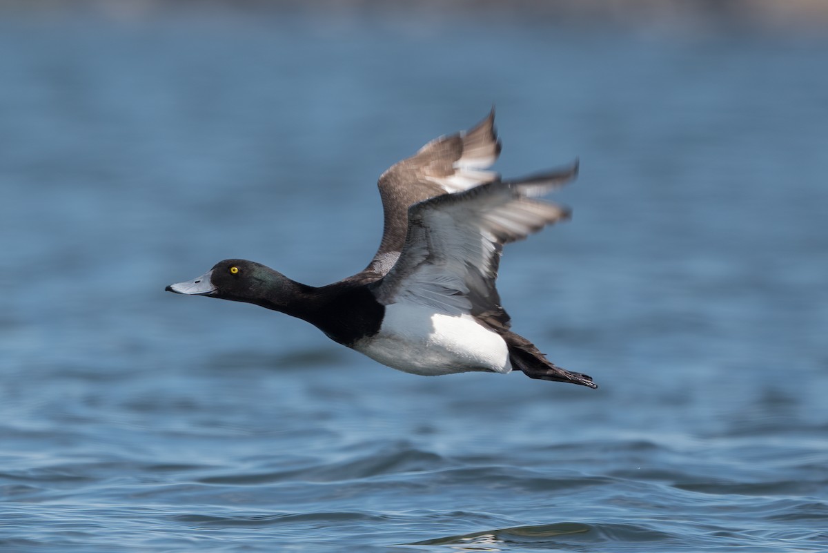 Greater Scaup - ML619865296