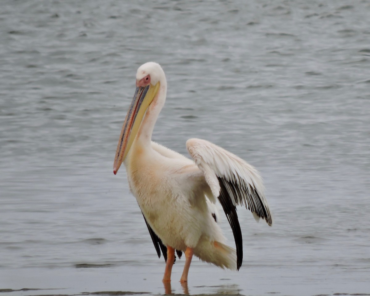 pelikán bílý - ML619865313