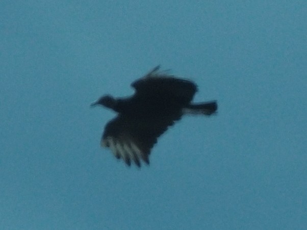 Black Vulture - ML619865315