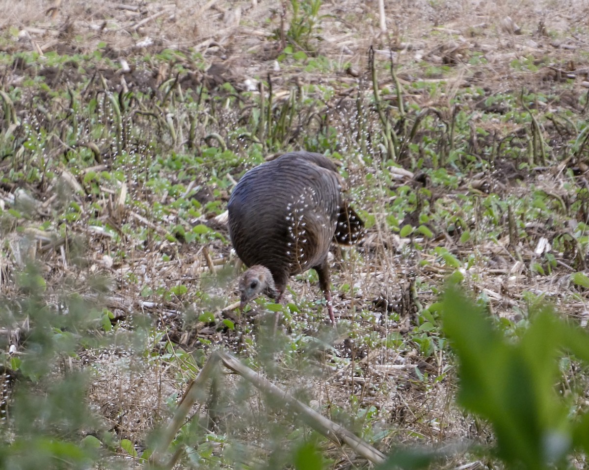 Wild Turkey - ML619865324