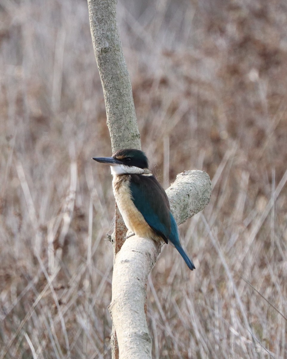 Sacred Kingfisher - ML619865325