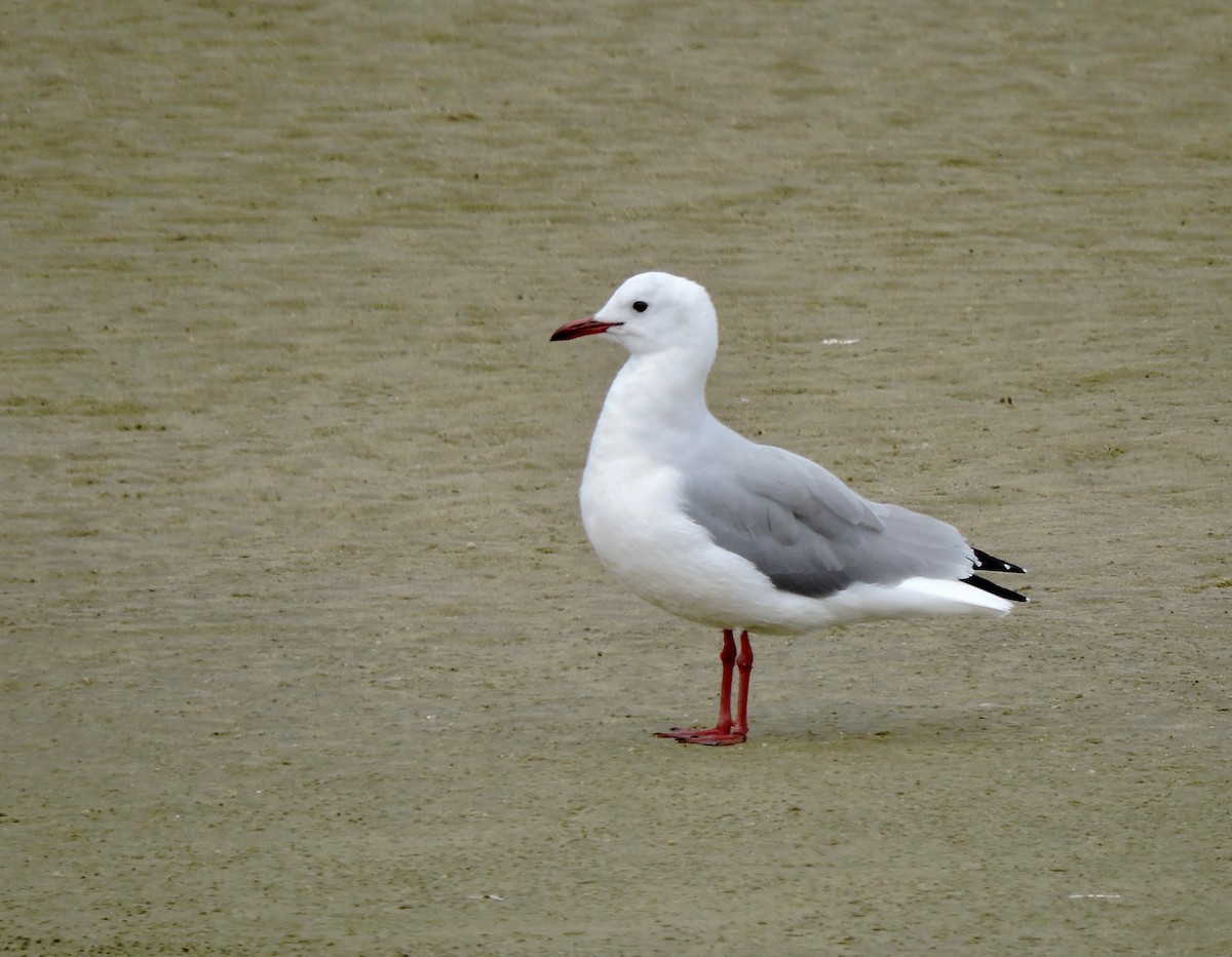 Gaviota Plateada Surafricana - ML619865339