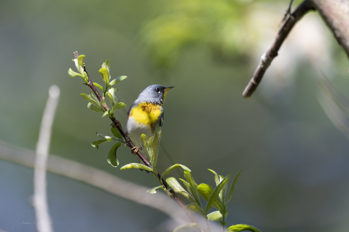 Northern Parula - ML619865369