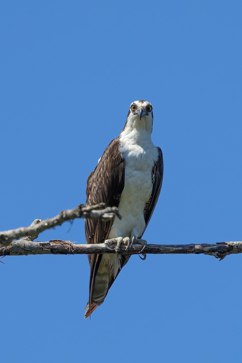 Águila Pescadora - ML619865373