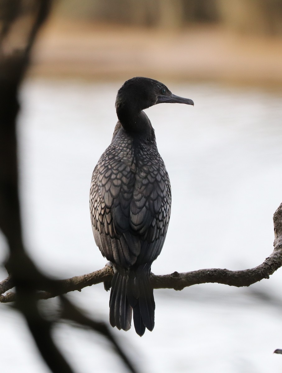 Little Black Cormorant - ML619865379