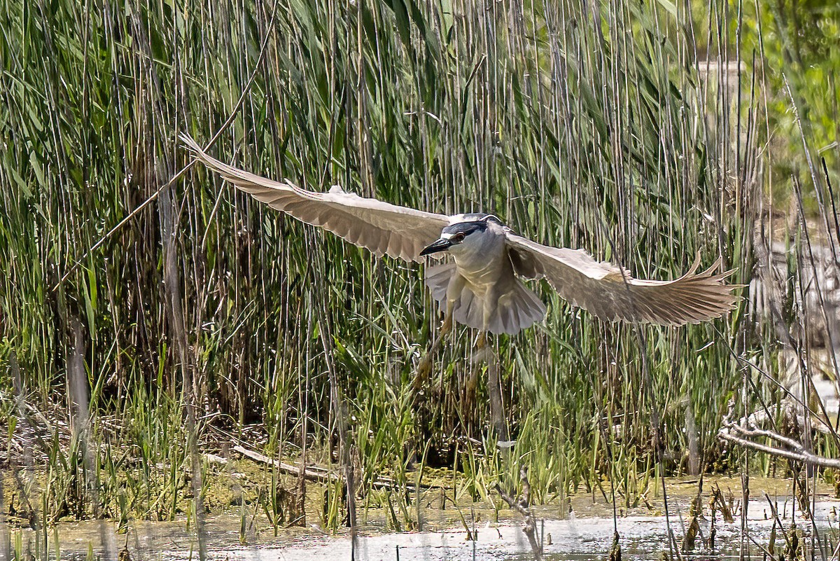 Black-crowned Night Heron - ML619865403