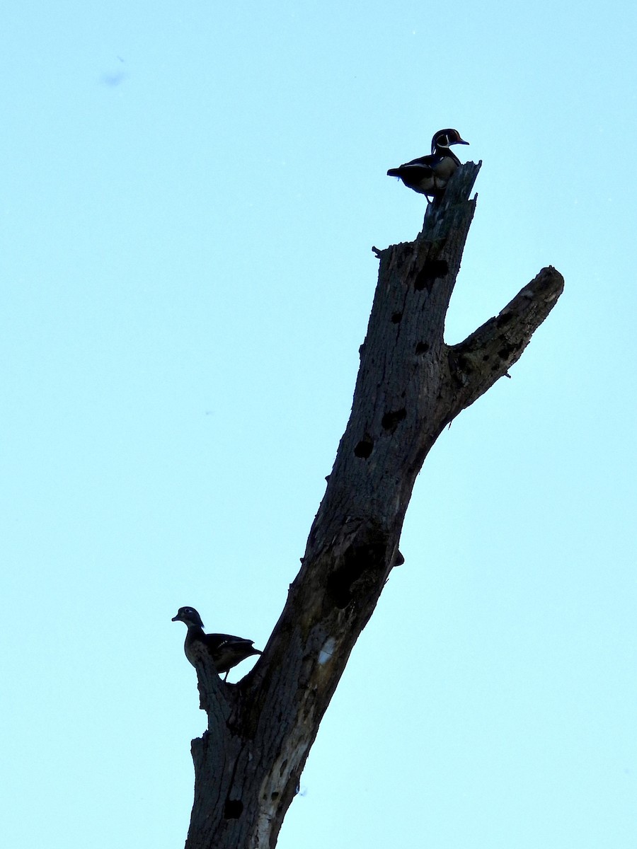 Wood Duck - ML619865405
