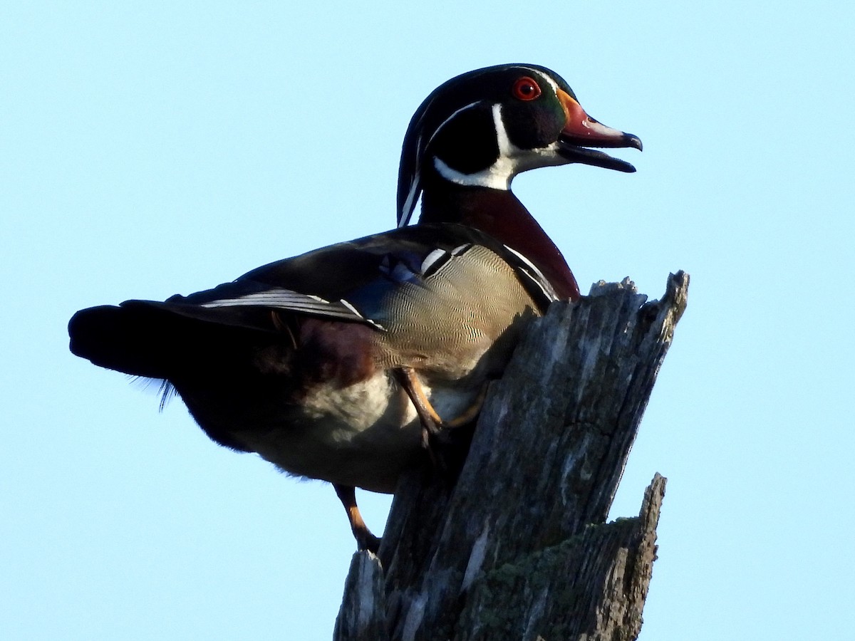 Wood Duck - ML619865406