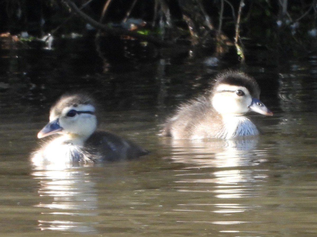 Wood Duck - ML619865407