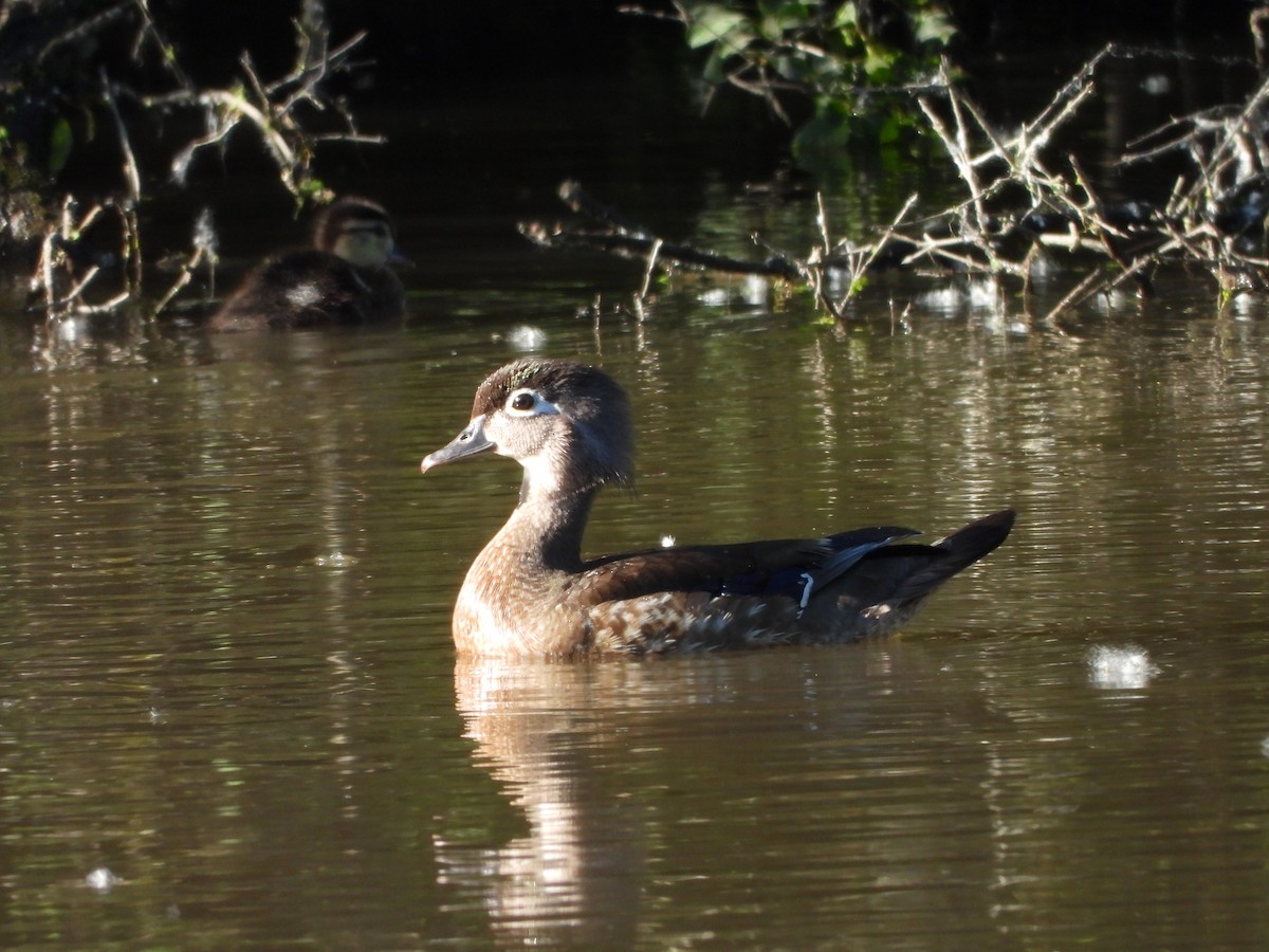 Wood Duck - ML619865408