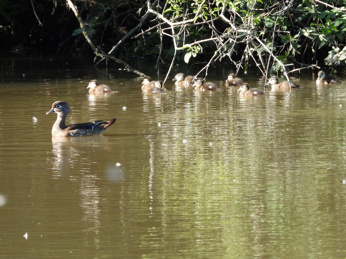Wood Duck - ML619865409