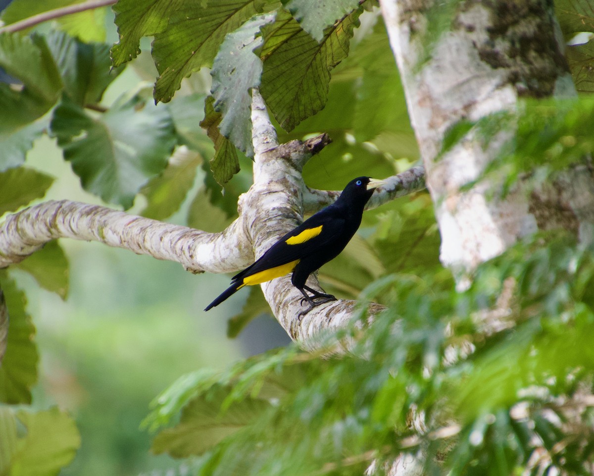 Yellow-rumped Cacique - ML619865414