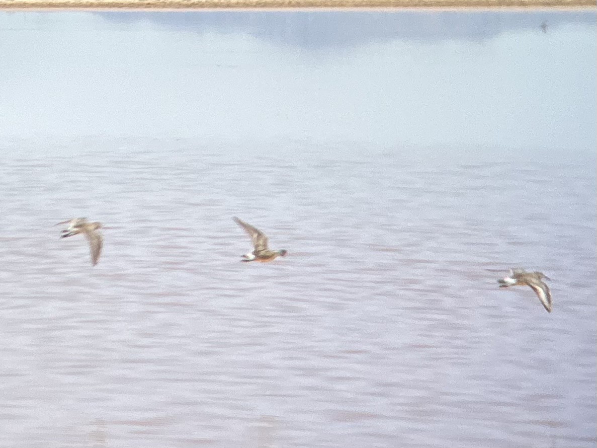 White-rumped Sandpiper - ML619865430