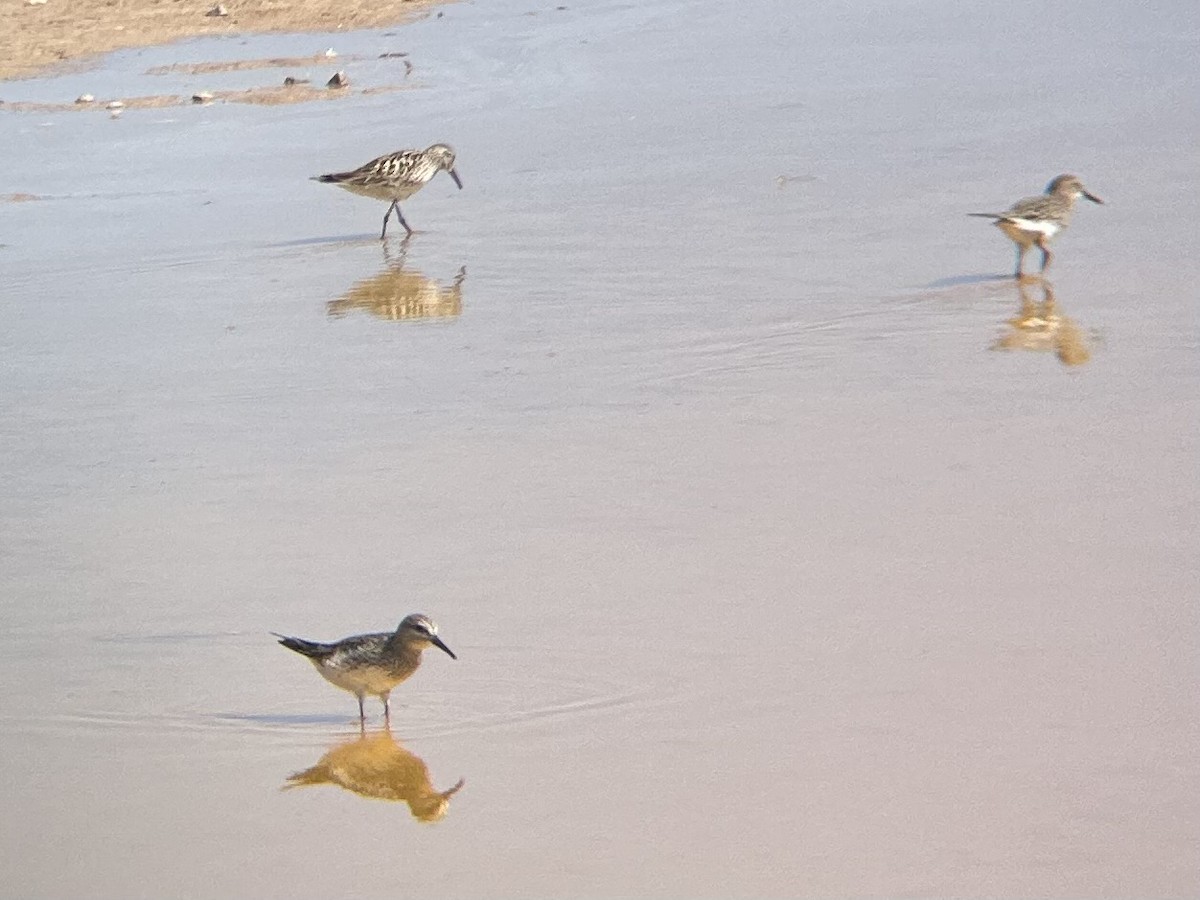 Weißbürzel-Strandläufer - ML619865431