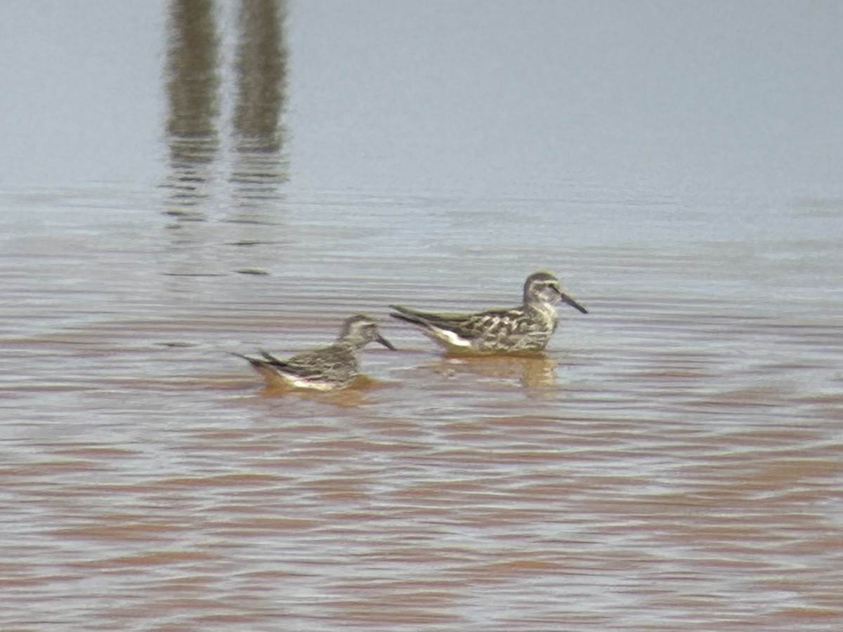 White-rumped Sandpiper - Danny Tipton