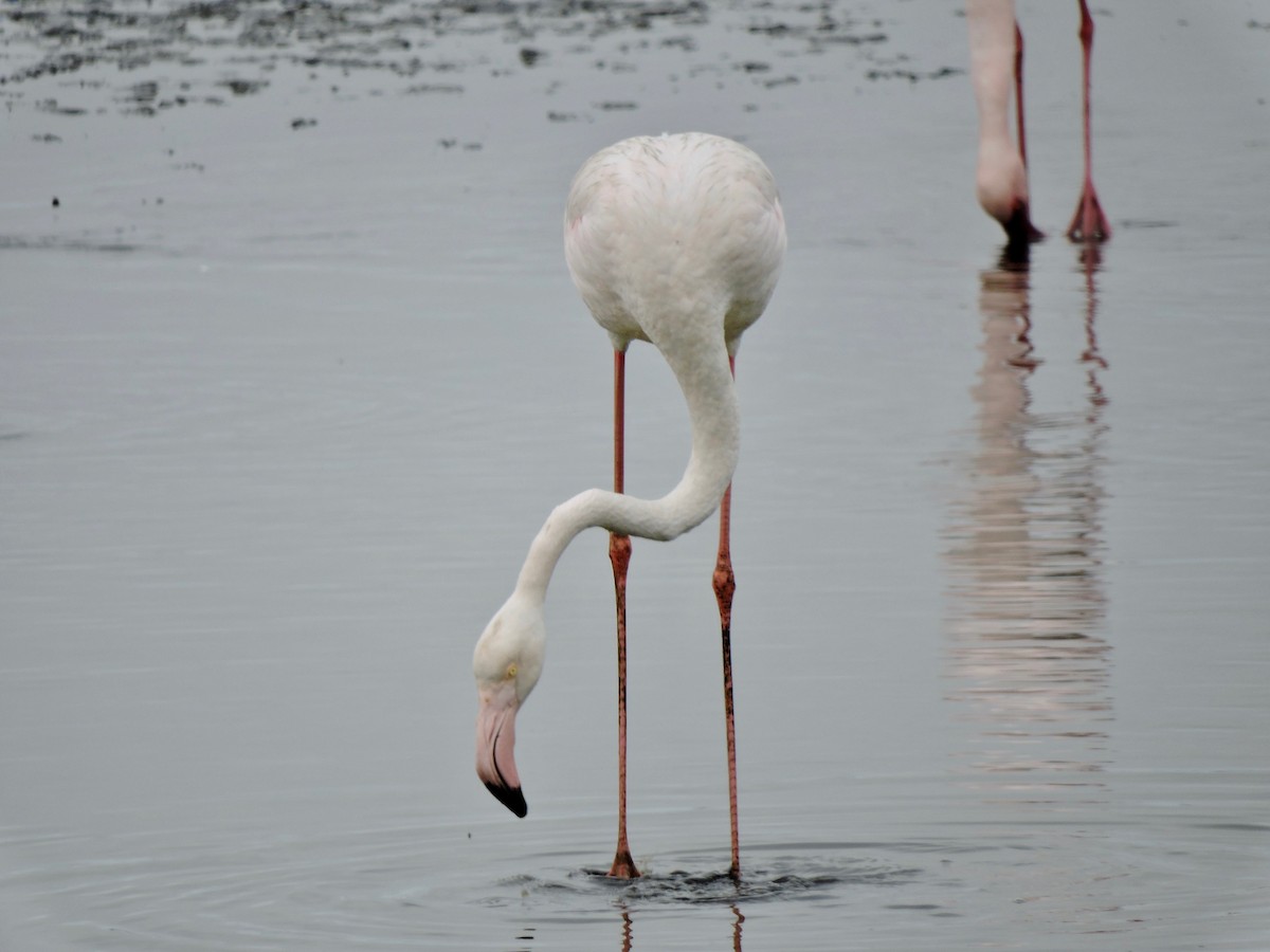 Greater Flamingo - ML619865453