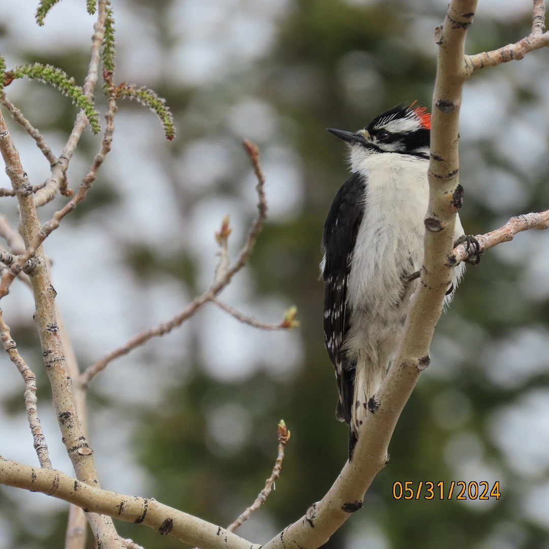 Downy Woodpecker - ML619865454