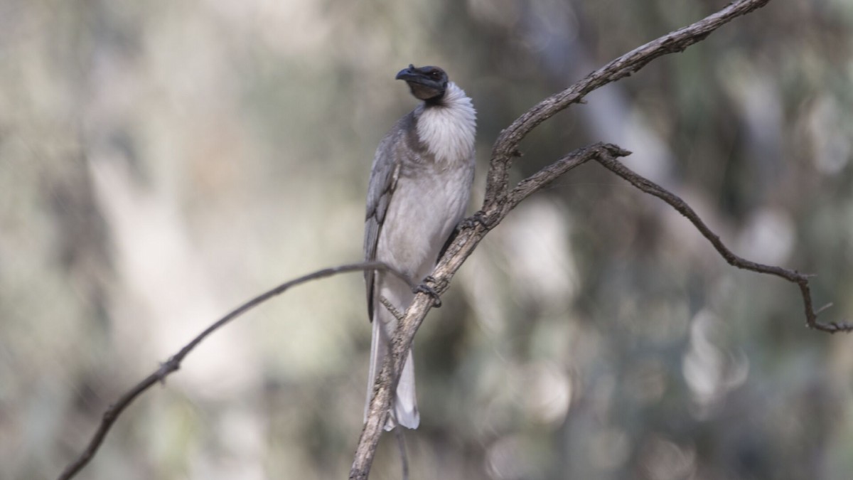 Noisy Friarbird - ML619865455