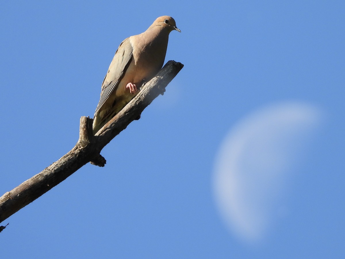 Mourning Dove - ML619865464