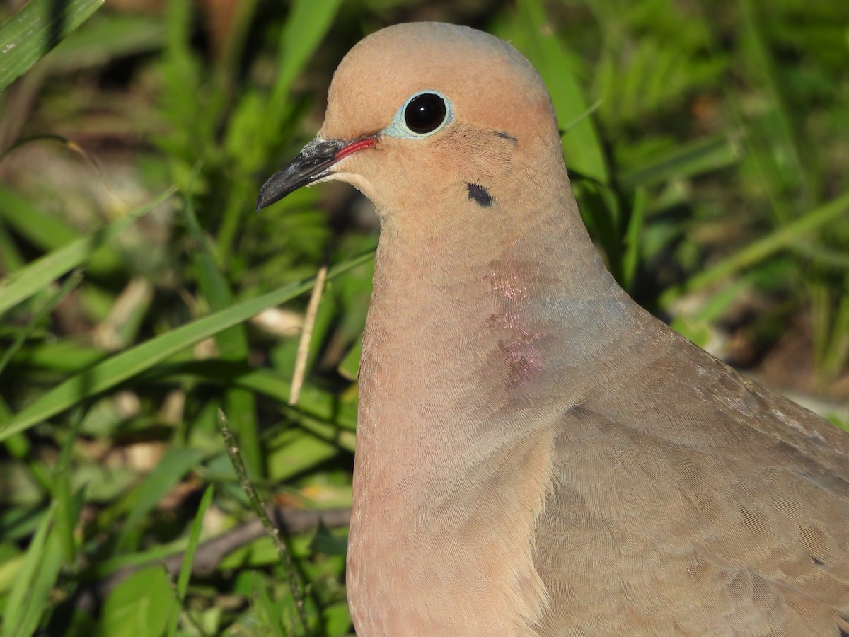 Mourning Dove - ML619865466