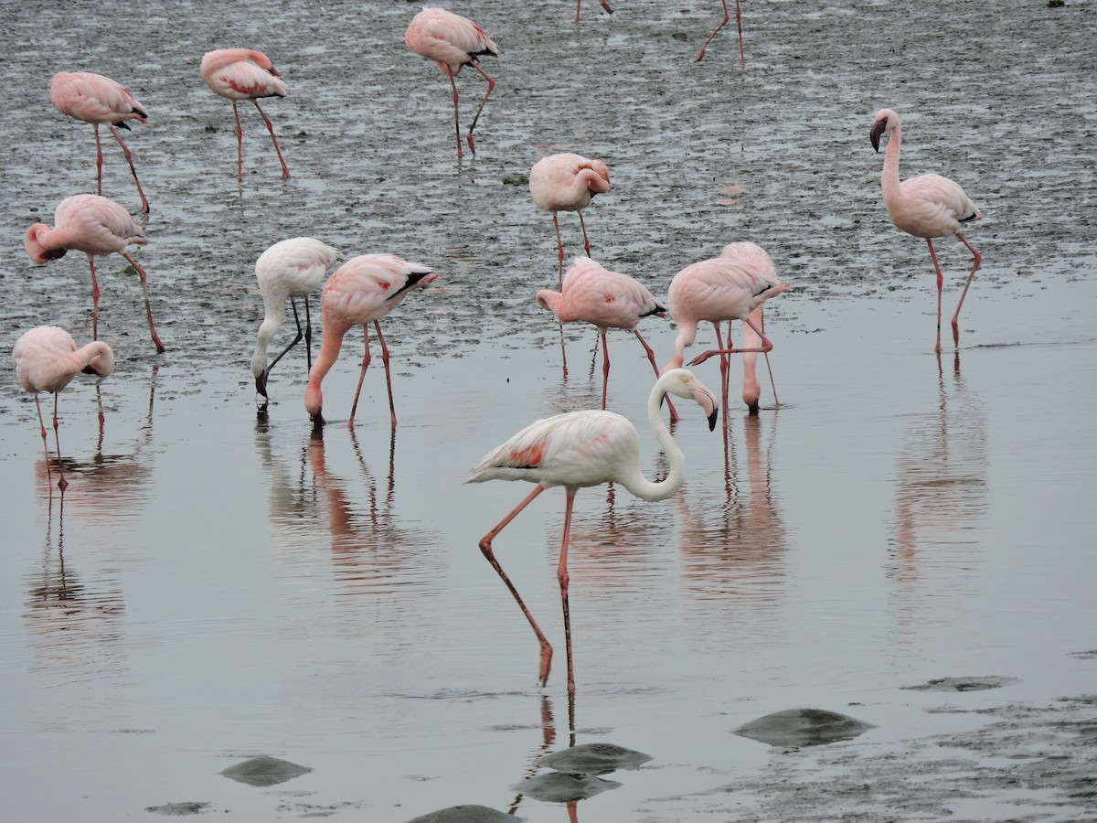 Greater Flamingo - ML619865475