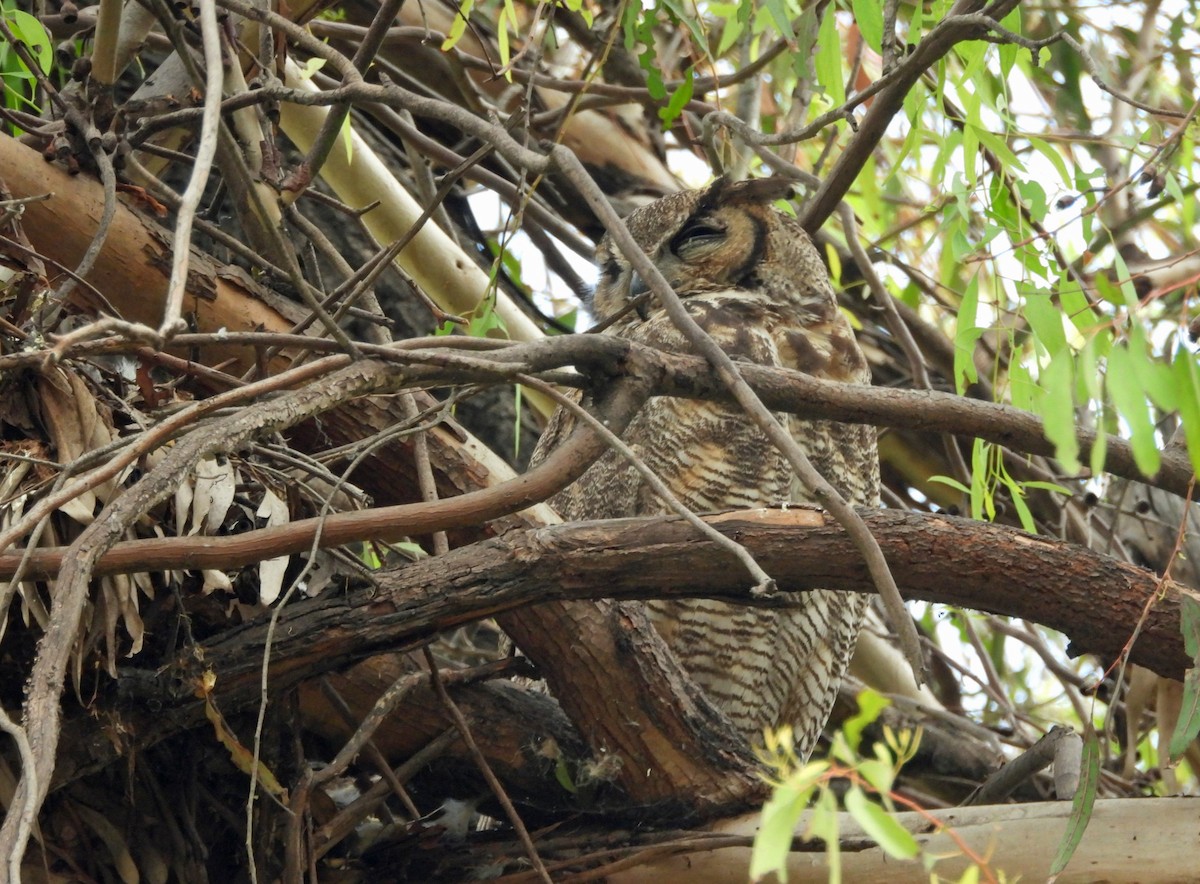 Great Horned Owl - ML619865478