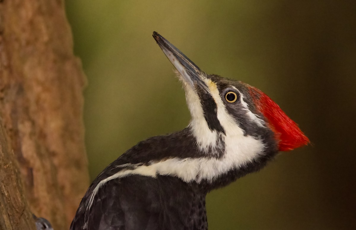 Pileated Woodpecker - ML619865492