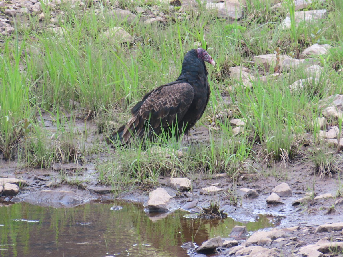 Turkey Vulture - ML619865501