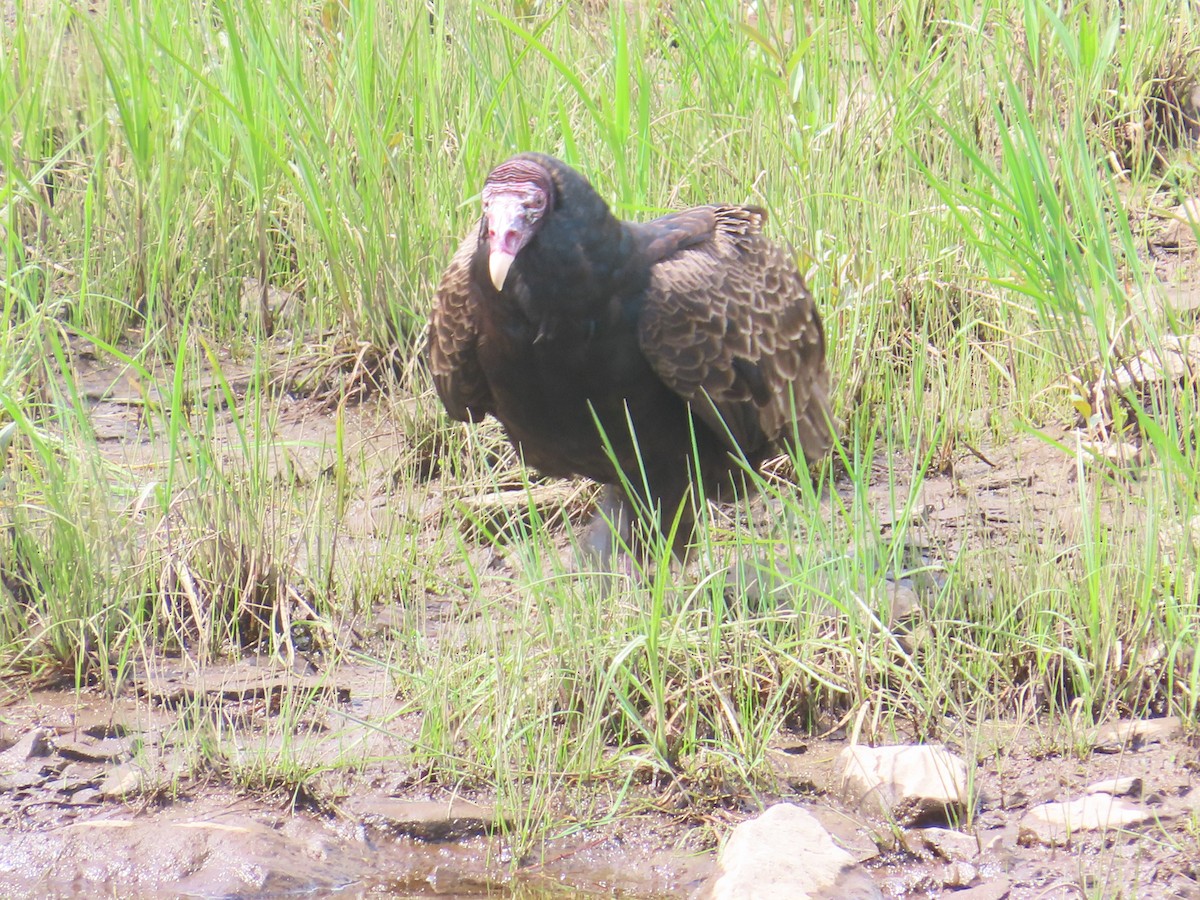 Turkey Vulture - ML619865502