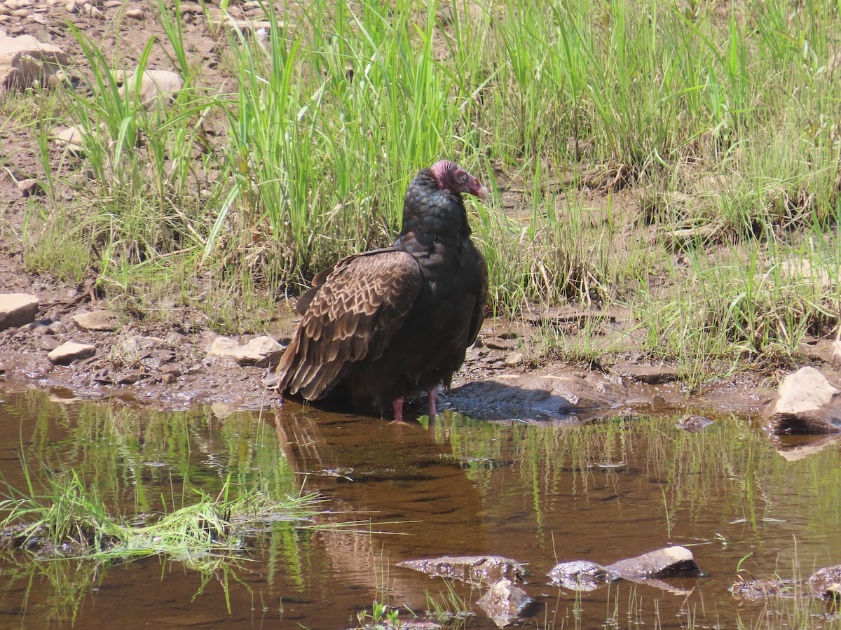 Turkey Vulture - ML619865503