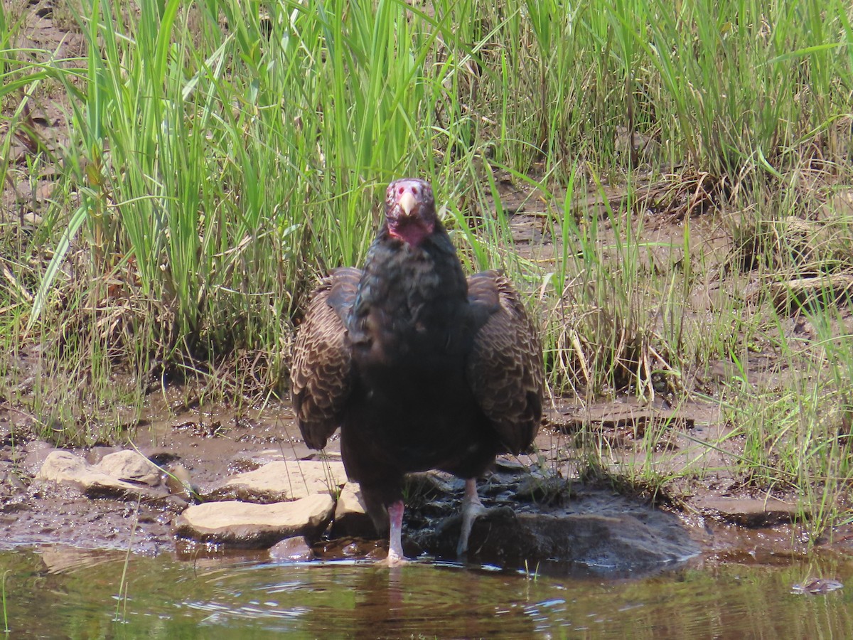 Turkey Vulture - ML619865504