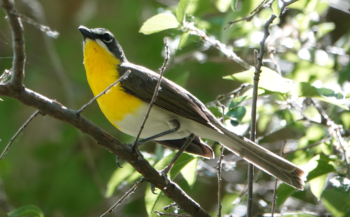 Yellow-breasted Chat - ML619865511
