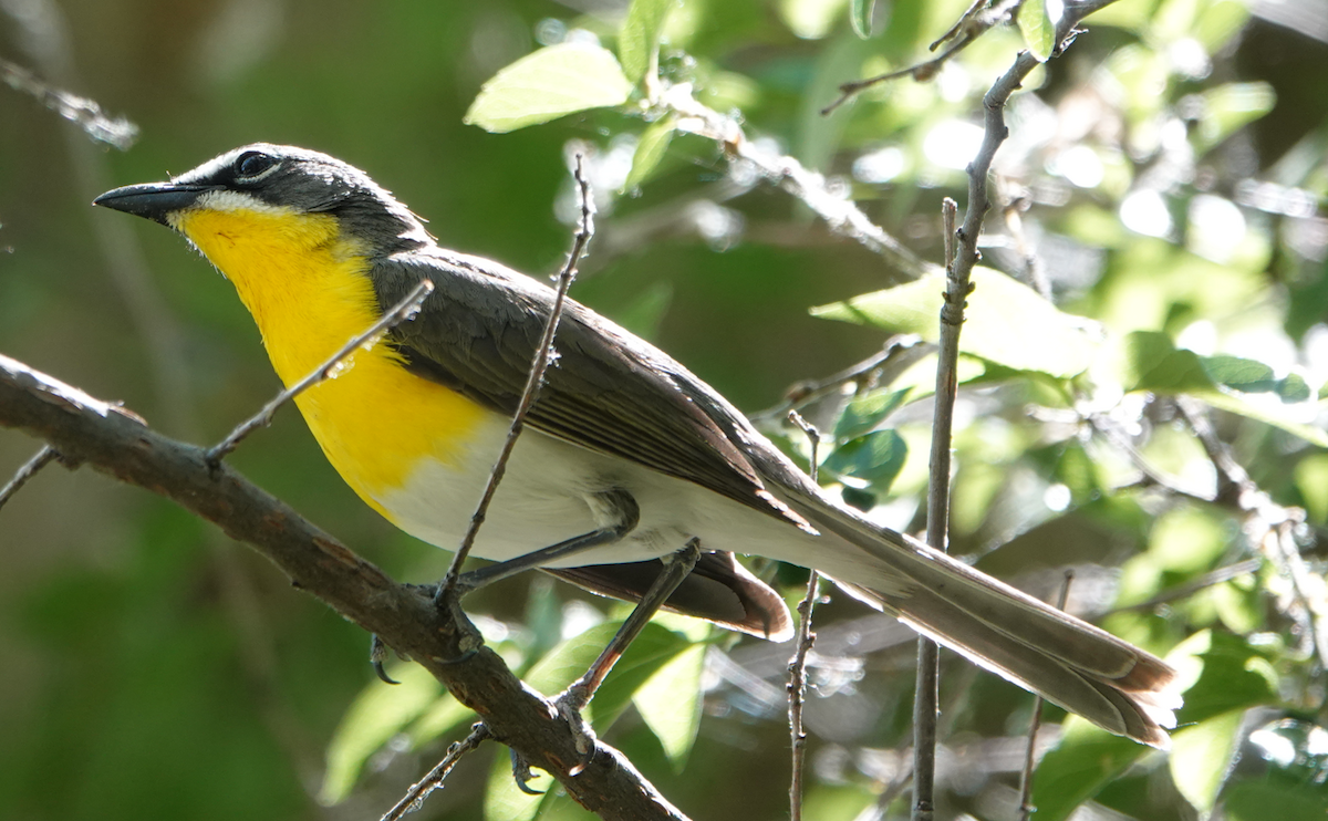 Yellow-breasted Chat - ML619865512