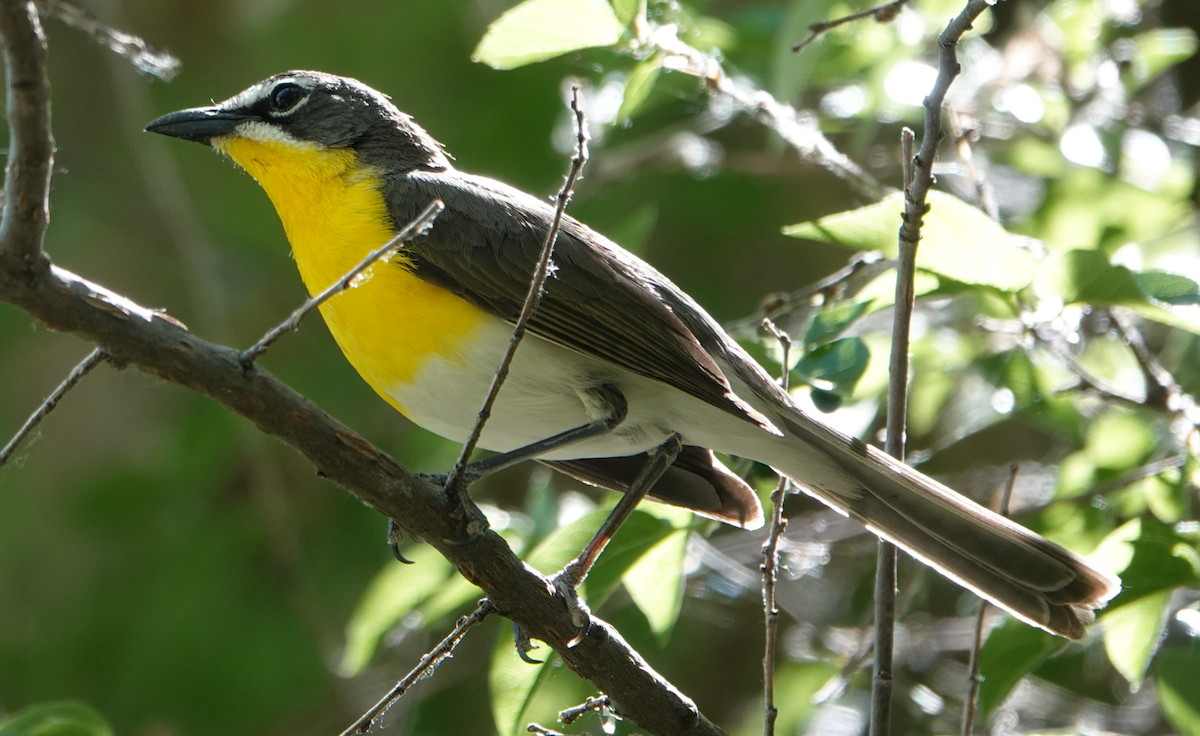 Yellow-breasted Chat - ML619865513