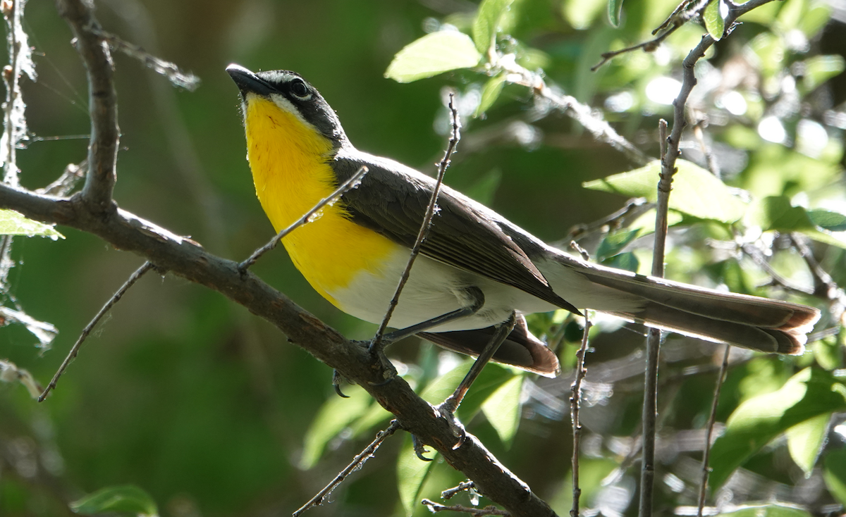 Yellow-breasted Chat - ML619865514