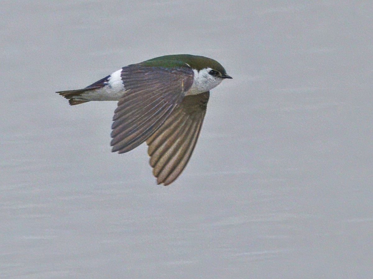 Violet-green Swallow - ML619865515