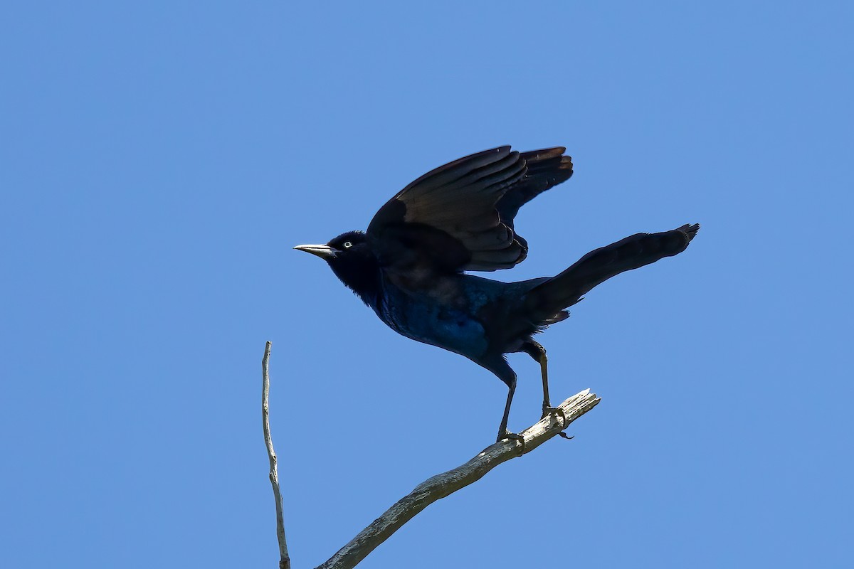 Boat-tailed Grackle - ML619865518