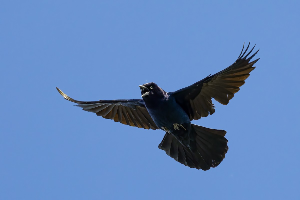 Boat-tailed Grackle - ML619865519