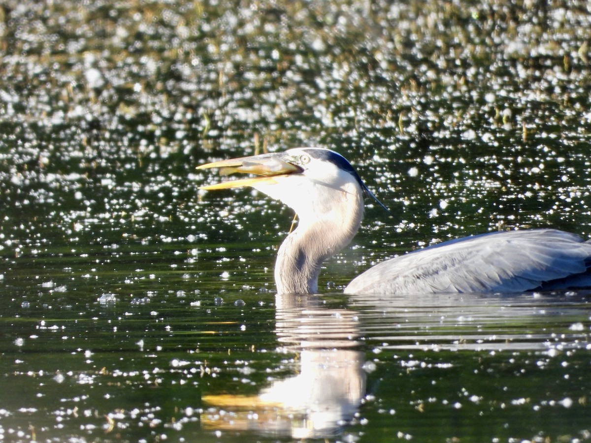 Great Blue Heron - ML619865531