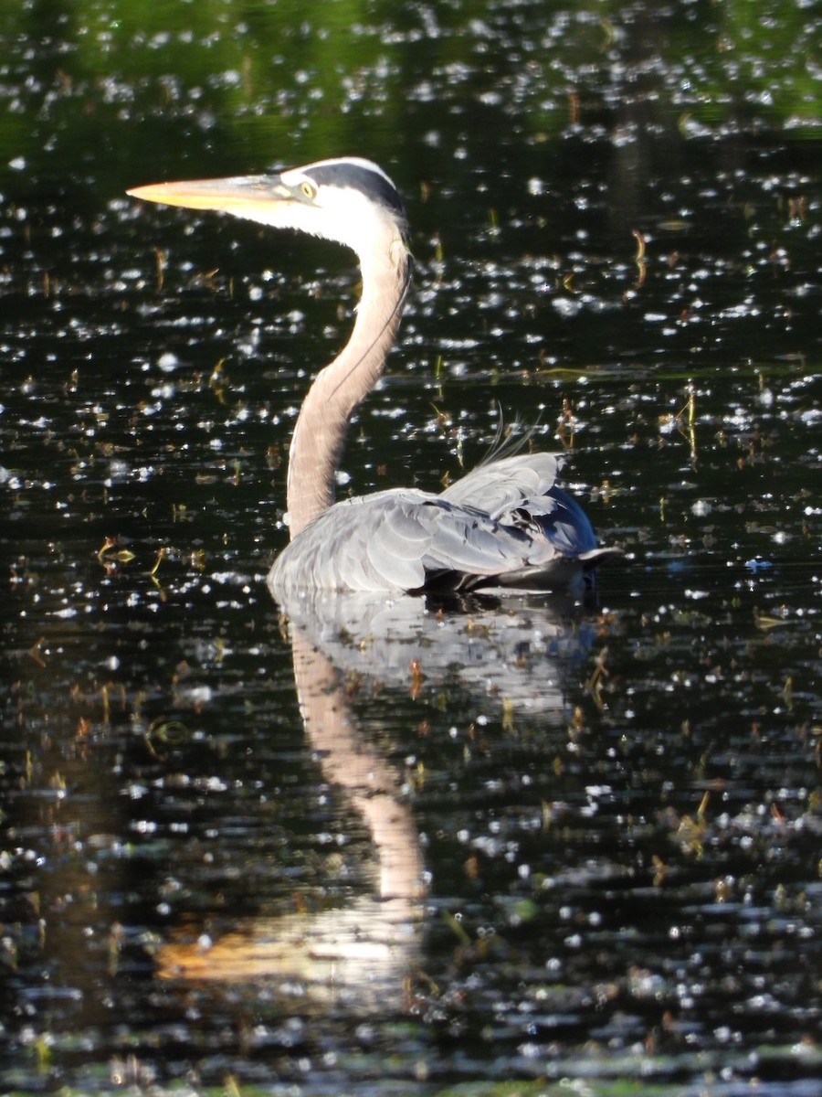 Great Blue Heron - ML619865532