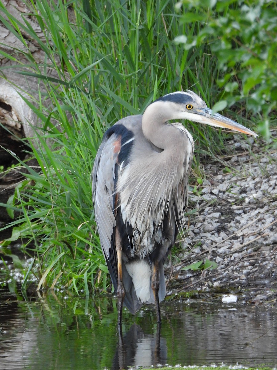 Great Blue Heron - ML619865533