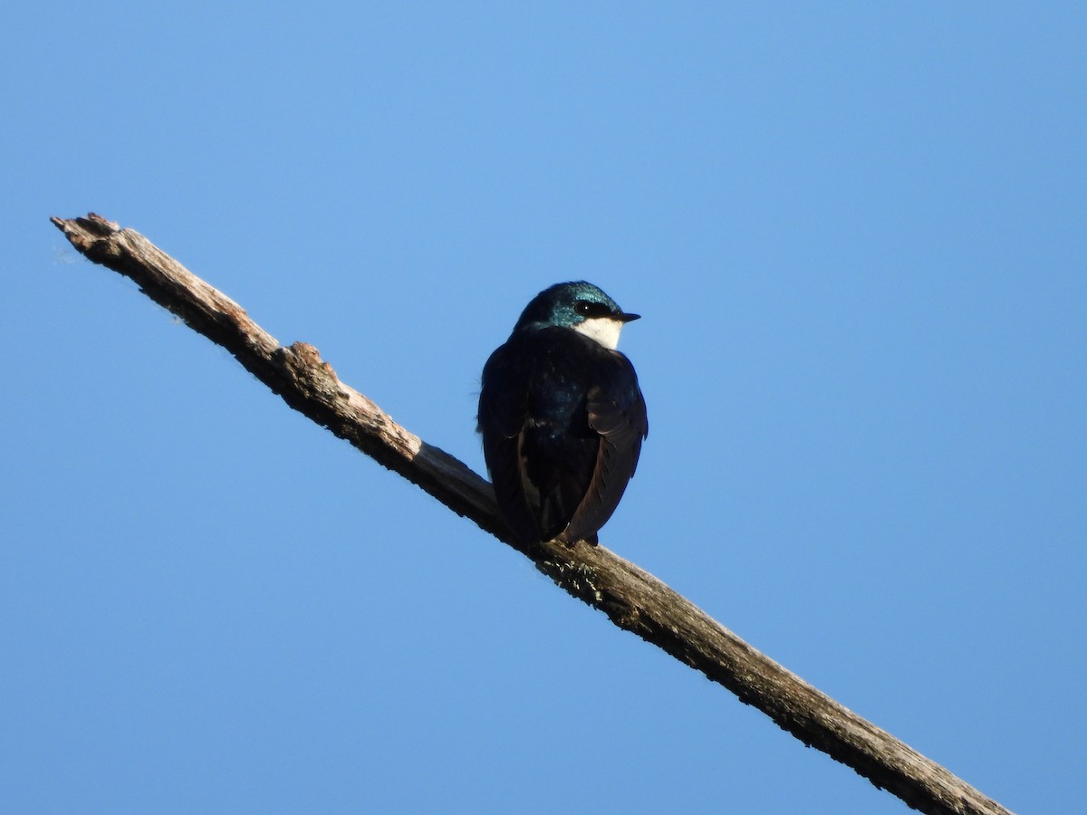 Tree Swallow - ML619865546