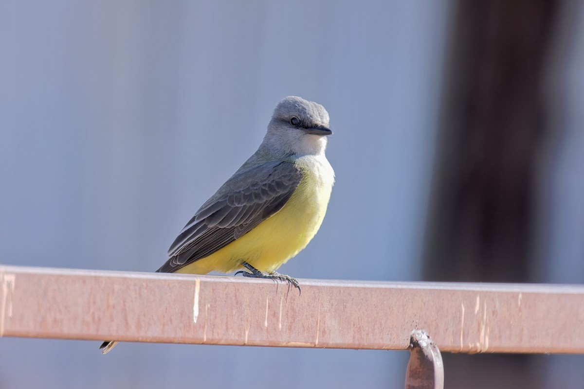 Western Kingbird - ML619865558