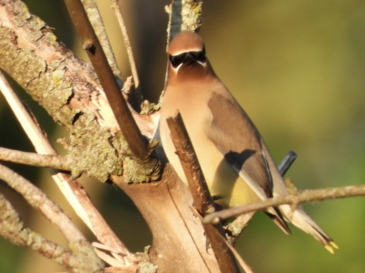 Cedar Waxwing - ML619865568