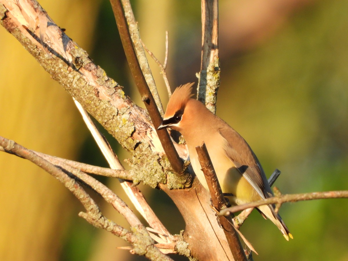 Cedar Waxwing - ML619865569