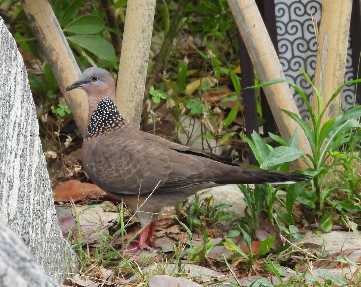 Spotted Dove - ML619865590