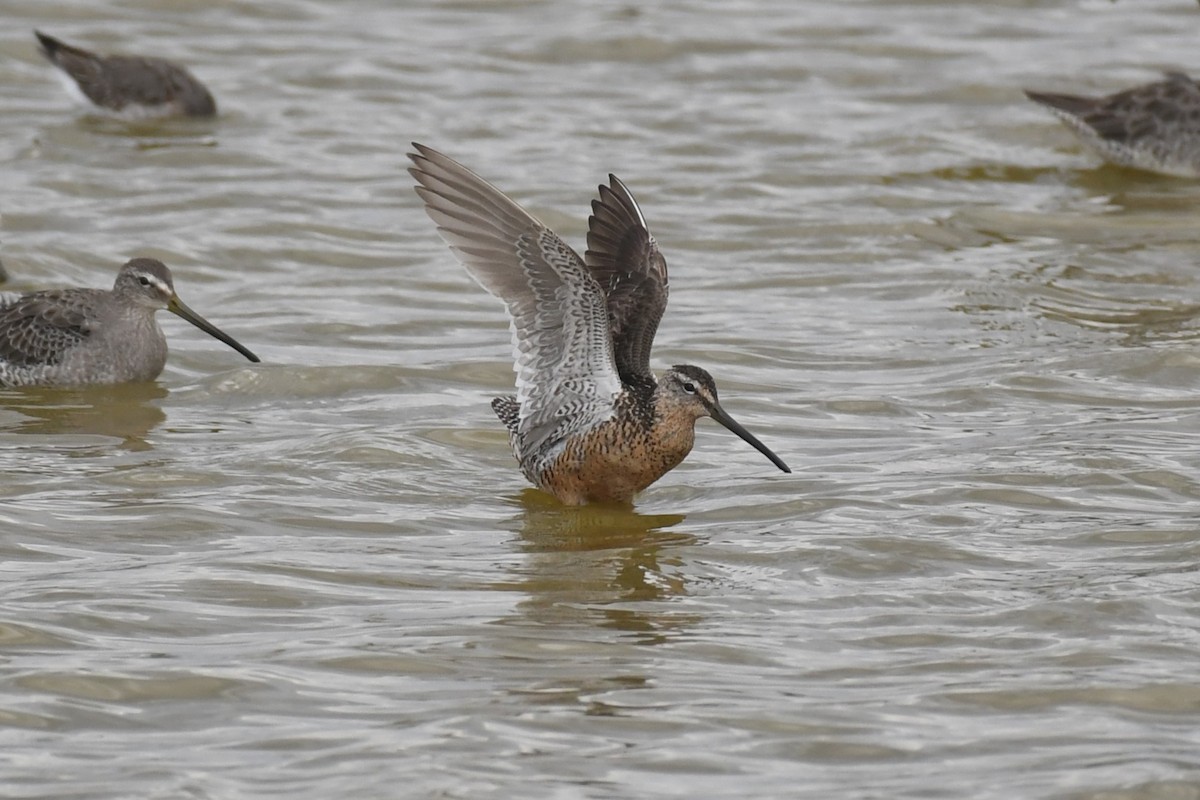 Long-billed Dowitcher - ML619865591