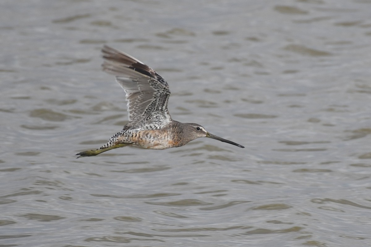 Long-billed Dowitcher - ML619865592